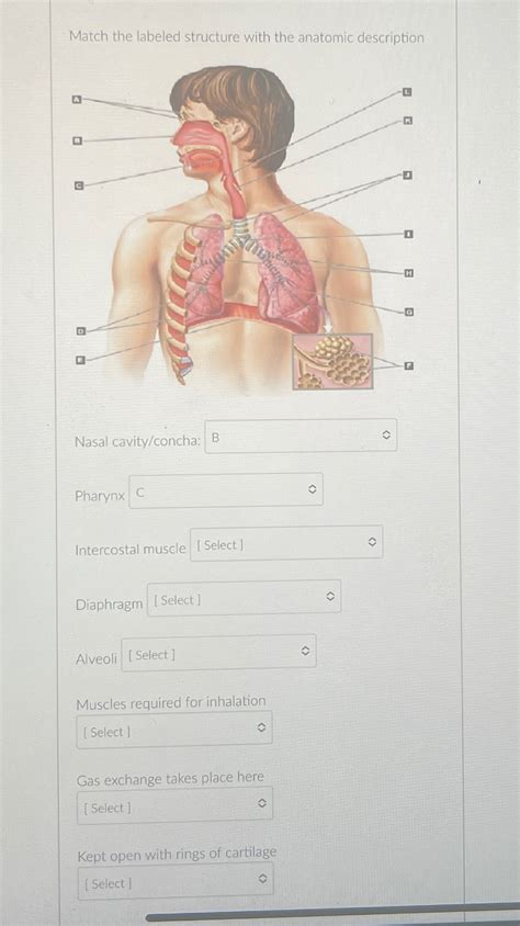 Solved Match The Labeled Structure With The Anatomic Chegg