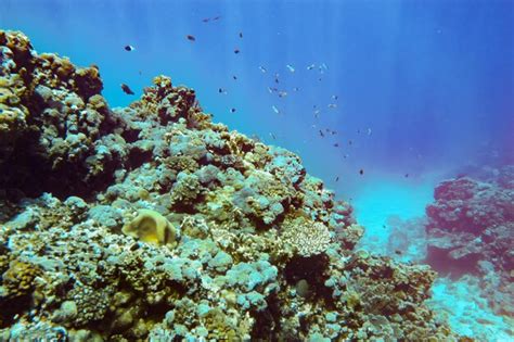 Premium Photo Underwater Scenery With Corals And Fish In Background