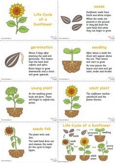 17 Best Planting sunflower seeds ideas | planting sunflower seeds ...