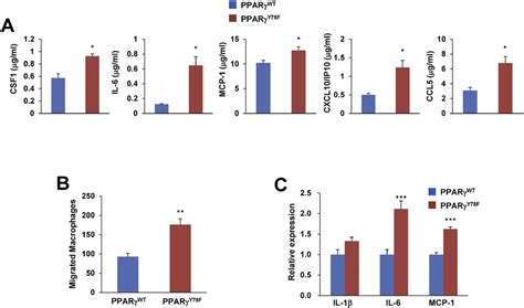 Phosphorylation of PPARγ specifically suppresses the secretion of