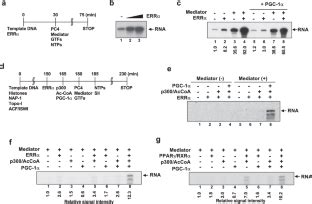 Two Target Gene Activation Pathways For Orphan Err Nuclear Receptors