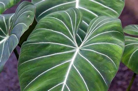 14 Philodendron Types With Pictures And Care Guide