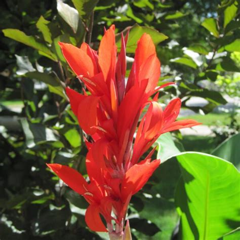 Cannova Red Canna Platt Hill Nursery