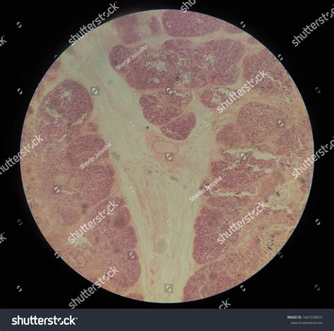 Thymus Gland Histology