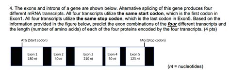 Solved The exons and introns of a gene are shown below. | Chegg.com