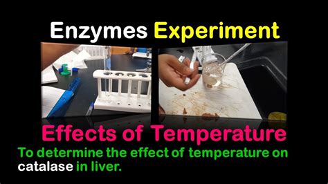 Catalase Enzyme Lab