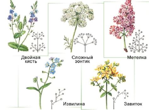 Соцветия растений - класс, примеры и виды | Формула и значение соцветий