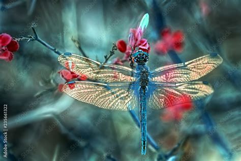 Beautiful Dragonfly Sitting On Flower In A Summer Garden Stock Photo