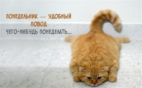 Смешные картинки про понедельник с надписью (30 фото) | Morning quotes ...