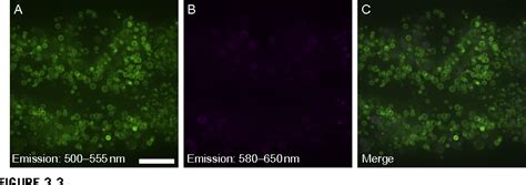 Figure 31 From Visualization Of Lipid Droplets In C Elegans By Light