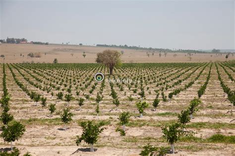 Plantacao De Laranja Orange Grove Argosfoto