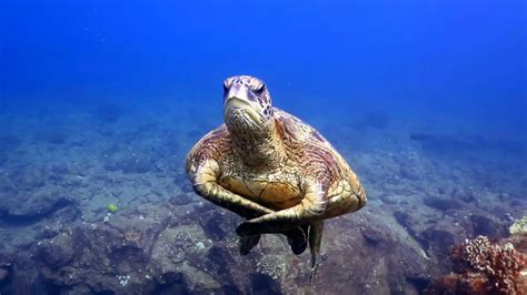 Diving With Sea Turtles Off Of Poipu Beach In Kauai Hawaii YouTube