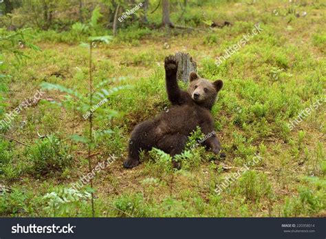 Brown Bear Cub Waving Hello Hey Wave Bye Cute Bear Cub Salute