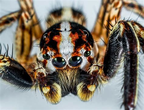 jumping spider eyes | Splice