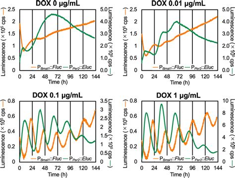 Constitutively Expressed Myc Bmal Restores Circadian Rhythmicity In