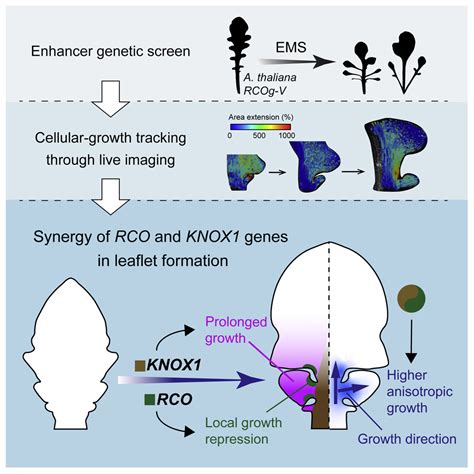 The Cellular Basis For Synergy Between Rco And Knox Homeobox Genes In