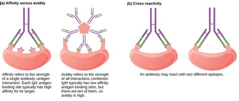 Antibodies | Biology II