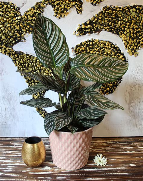 Pink Calathea – Eden Floral Designs