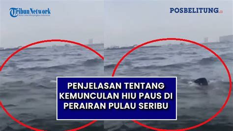 Penjelasan Tentang Kemunculan Hiu Paus Di Perairan Pulau Seribu Youtube