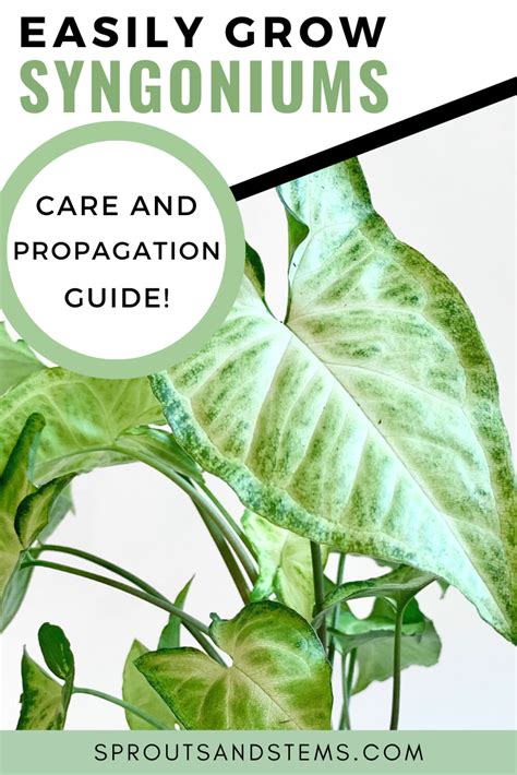 Arrowhead plant care and propagation – Artofit