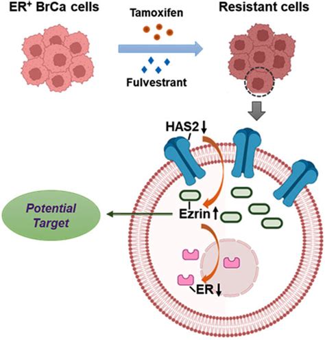 Frontiers HAS2 Ezrin ER Axis Plays A Role In Acquired Antiestrogen