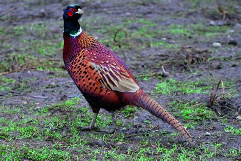 Pheasant Shooting Tips How To Improve Your Technique ShootingUK