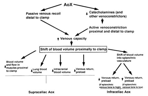 The Pathophysiology Of Aortic Cross Clamping And Unclamping