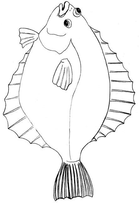 Flounder Drawing at GetDrawings | Free download