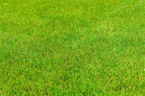 Premium Photo | Background of the green grass. Eco concept
