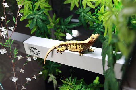 Geckopia Reptile Flex Bridges 1 0 White Reptiles Reptiles And