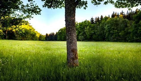 Sunrise in the park stock image. Image of foliage, woodland - 190687959