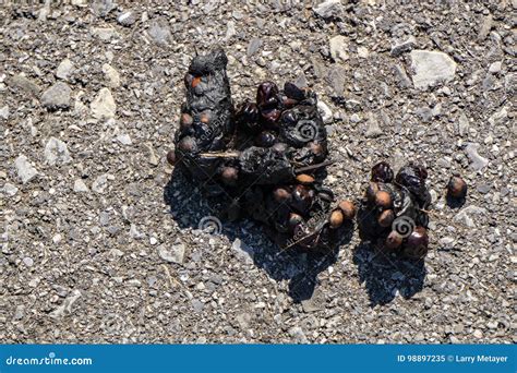 Pile Of Black Bear Scat Ursus Americanus Stock Image Image Of