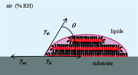 A Diffusive Ink Transport Model For Lipid Dip Pen Nanolithography