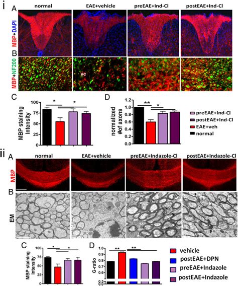 Ind Cl Treatment Improves Myelination And Myelinated Axon Numbers In