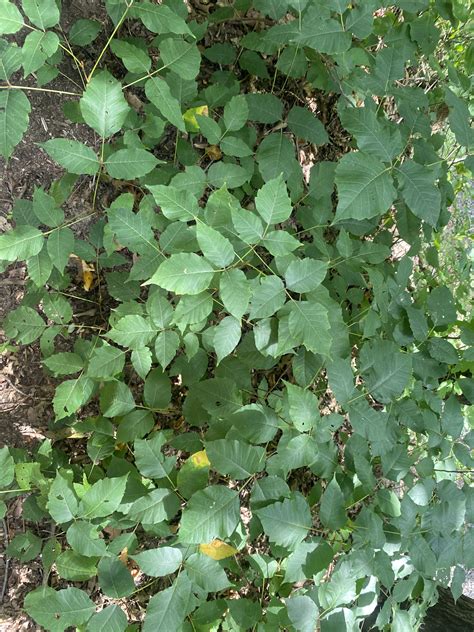 Ask a Naturalist: Poison Ivy Awareness
