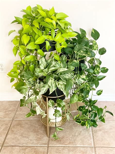 Epipremnum Aureum Manjula Pothos Marble Queen Rare Houseseed Aroid Seed