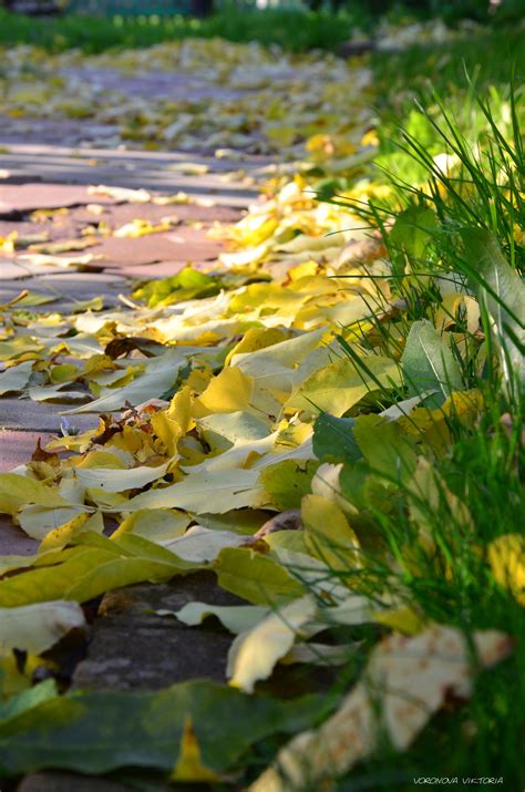 Wallpaper Sunlight Garden Nature Grass Branch Green Yellow