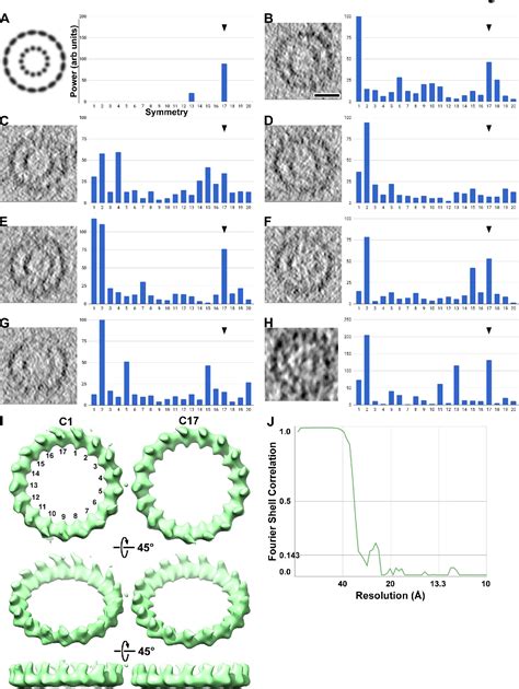 Figure 2 From Electron Cryotomography Analysis Of Dam1C DASH At The