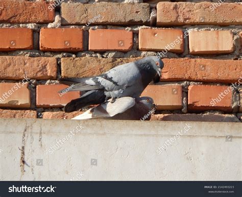 Couple Loving Colorful Pigeons Mating Common Stock Photo 2142493223