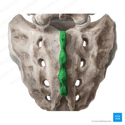 Sacro Anatomía y correlaciones clínicas Kenhub