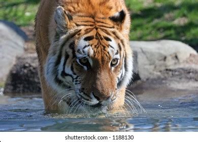 Siberian Tiger Stalks Prey Stock Photo 1188130 | Shutterstock