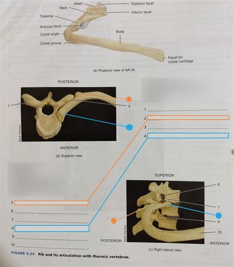 Lab Ribs And Articulation With Thoracic Vertebrae Diagram Quizlet