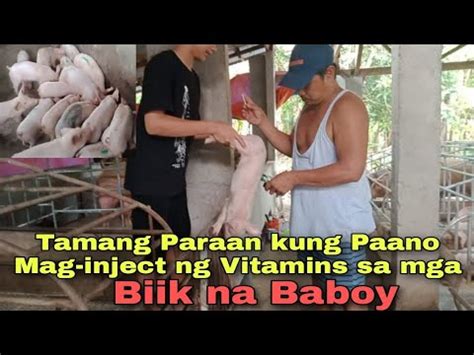 Tamang Paraan Kung Paano Mag Inject Ng Vitamins Sa Mga Biik Na Baboy