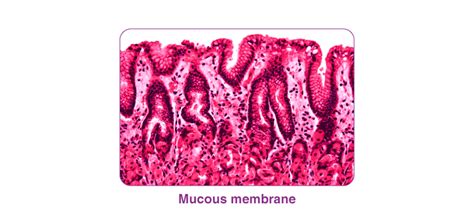 What Is A Mucous Membrane An Overview At Byjus