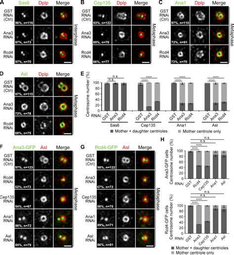 Ana3 And Rcd4 Are Required For Centriole To Centrosome Conversion But