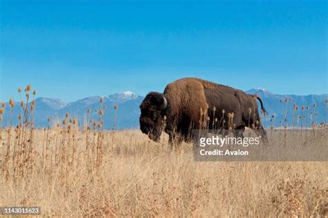 National Bison Range Imagens E Fotografias De Stock Getty Images