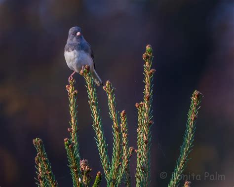 Middle Creek Wildlife Management Area on Behance