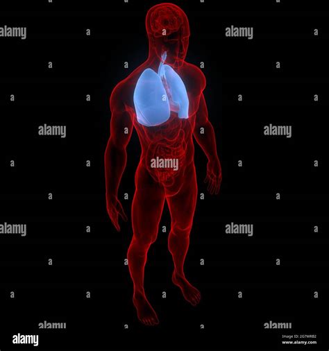 Los pulmones son parte de la anatomía del sistema respiratorio humano