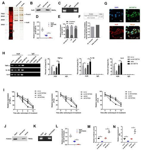 Silencing Lncrna Ak Reduces Endothelial Cell Damage And Inhibits