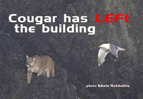 Videos More Cougar Sightings N Oregon Coast Whale Feeding In Cove